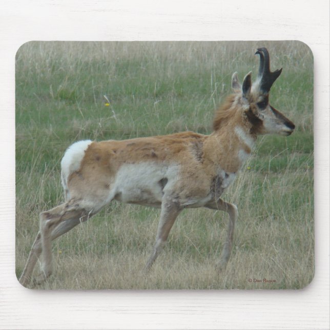 Alfombrilla De Ratón A32 Pronghorn Antelope Buck (Frente)