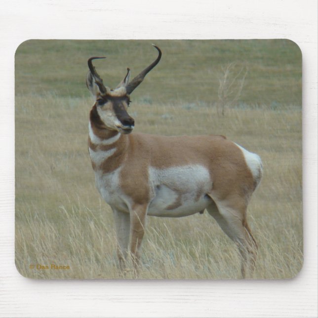 Alfombrilla De Ratón A37 Hornos Crocidos de Antelope Pronghorn (Frente)
