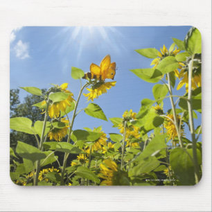 Alfombrilla De Ratón abeja de la extra grande en el girasol