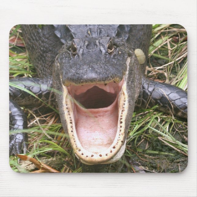 Alfombrilla De Ratón ¡Ábrase de par en par! Cocodrilo de la Florida (Frente)
