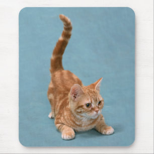 Alfombrilla De Ratón Abrazando gatito