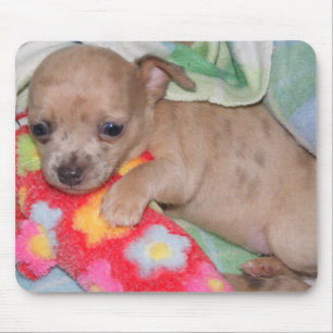 Alfombrilla De Ratón Abrazos de la chihuahua