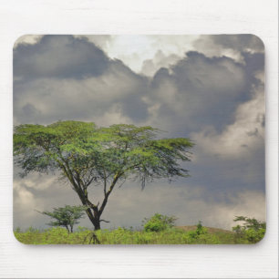Alfombrilla De Ratón Acacia tortilis, Acacia tortilis, y 2