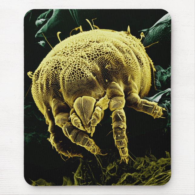 Alfombrilla De Ratón Ácaro microscópico Lorryia Formosa de Acari del (Frente)
