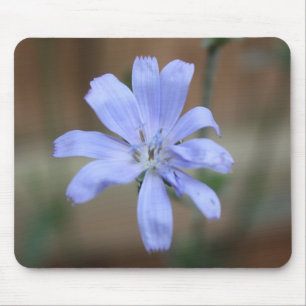 Alfombrilla De Ratón achicoria (Cichorium intybus)