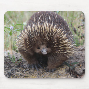 Alfombrilla De Ratón Adorable Australian Echidna