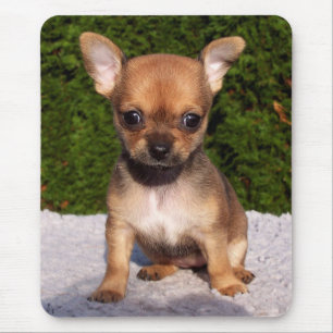 Alfombrilla De Ratón Adorable cachorro chihuahua