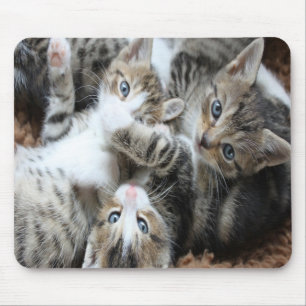 Alfombrilla De Ratón Adorables Gatitos Tricolor Grises/Agrega la Foto d