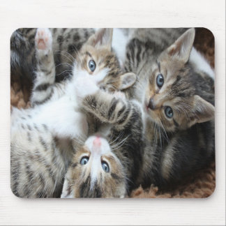 Alfombrilla De Ratón Adorables Gatitos Tricolor Grises/Agrega la Foto d
