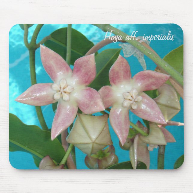 Alfombrilla De Ratón Aff de Hoya. imperialis MousePad (Frente)