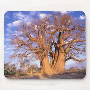 Alfombrilla De Ratón África, Botsuana, Delta Okavango. Baobab
