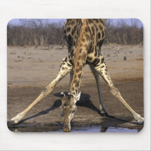 Alfombrilla De Ratón África, Botsuana, Parque Nacional Chobe, Jirafa
