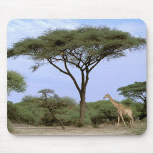 Alfombrilla De Ratón África, Botswana, Delta del Okavango. Sur