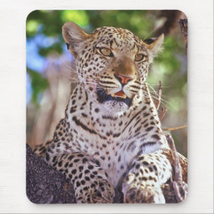 Alfombrilla De Ratón África, Botswana, Delta Okvango, leopardo salvaje.