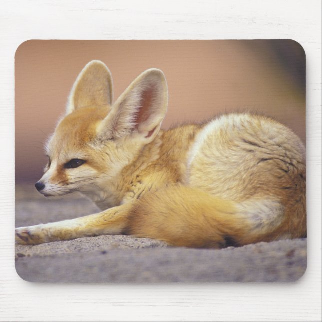 Alfombrilla De Ratón África del Norte. Feneco Fennecus zerda) (Frente)