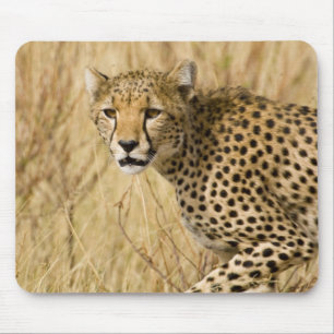 Alfombrilla De Ratón África. Kenia. Guepardo en el PN Samburu.