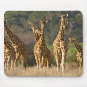 Alfombrilla De Ratón África. Kenia. Manada de jirafas reticuladas