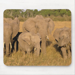 Alfombrilla De Ratón África, Kenia, Masai Mara. Elefante Africano