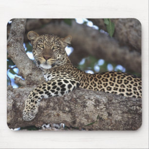 Alfombrilla De Ratón África. Kenia. Masai Mara. Leopardo (Panthera