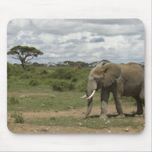 Alfombrilla De Ratón África, Kenia, Parque Nacional Amboseli, elefante,