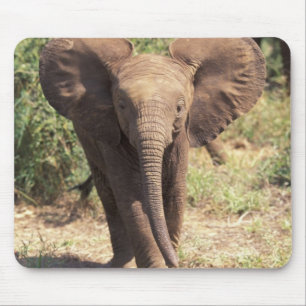 Alfombrilla De Ratón África, Kenia, Parque Nacional de Amboseli. Africa