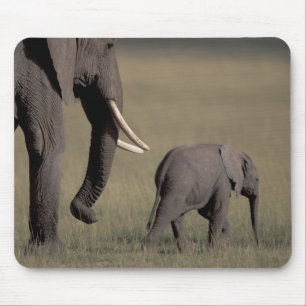 Alfombrilla De Ratón África, Kenia, Parque Nacional de Amboseli. Africa