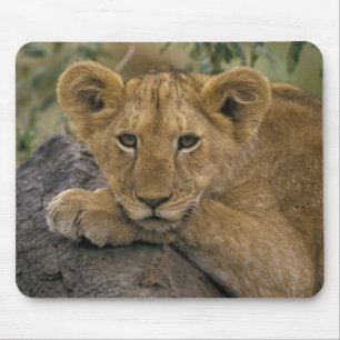 Alfombrilla De Ratón África, Kenia. Retrato de un león.