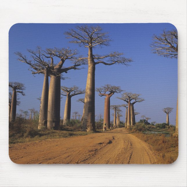 Alfombrilla De Ratón África, Madagascar, Morondava, Avenida Baobab. (Frente)