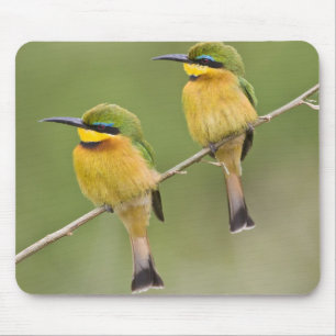 Alfombrilla De Ratón África. Tanzania. Abejorros pequeños en Manyara