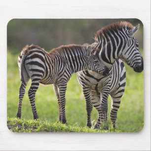 Alfombrilla De Ratón África. Tanzania. Cebra común madre y cría