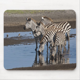 Alfombrilla De Ratón África. Tanzania. Cebras bebiendo en Ndutu