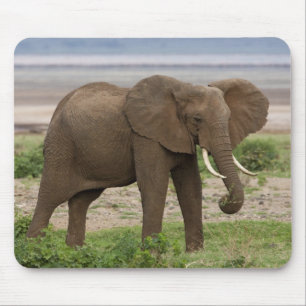 Alfombrilla De Ratón África. Tanzania. Elefante en el Parque Nacional d