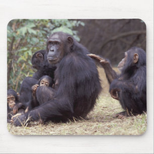 Alfombrilla De Ratón África, Tanzania, Gombe NP hembra infantil