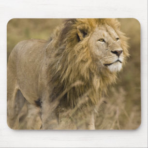 Alfombrilla De Ratón África. Tanzania. León macho en Ngorongoro