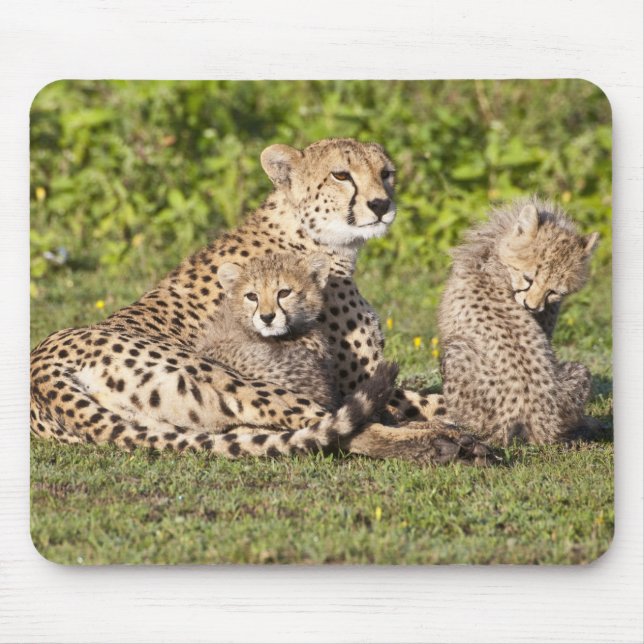 Alfombrilla De Ratón África. Tanzania. Madre y cachorros chitas 2 (Frente)