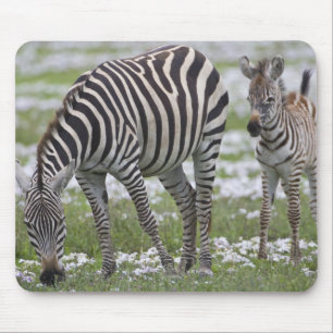 Alfombrilla De Ratón África. Tanzania. Madre y cría de cebra