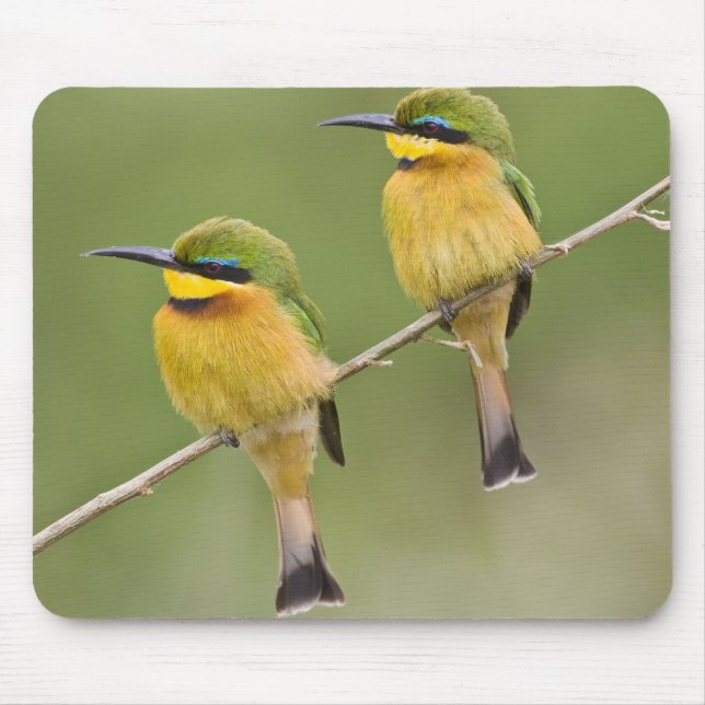 Alfombrilla De Ratón África. Tanzania. Pequeños comedores de abejas en  (Frente)