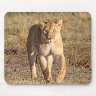 Alfombrilla De Ratón África, Tanzania, Serengeti. León y leona