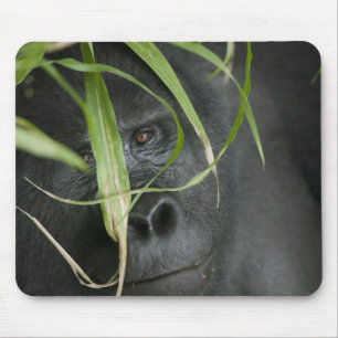 Alfombrilla De Ratón África, Uganda, Bwindi