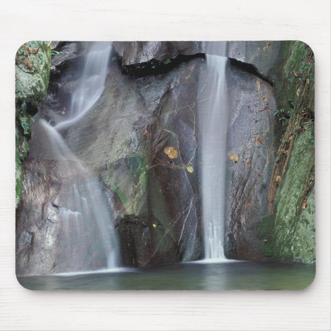 Alfombrilla De Ratón África, Uganda, Bwindi Selva tropical impenetrable (Frente)