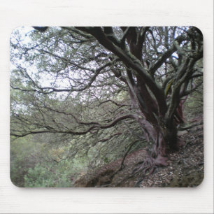 Alfombrilla De Ratón Aguas termales de Gilroy - árbol del manzanita -