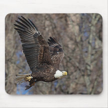 Águila calva con bagre