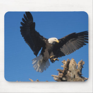 Alfombrilla De Ratón águila calva, Haliaeetus leuccocephalus, aterrizan