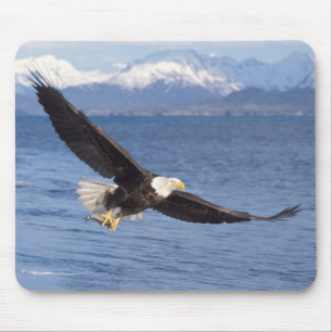Alfombrilla De Ratón águila calva, Haliaeetus leucocephalus, en vuelo 4