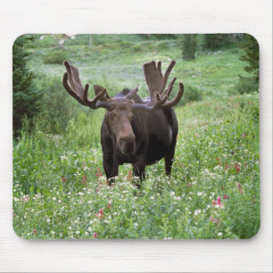 Alfombrilla De Ratón Alce macho Alces alces) en flores silvestres,