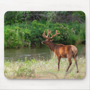 Alfombrilla De Ratón Alce toro en la cordillera nacional de venado, Mon