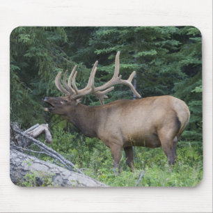Alfombrilla De Ratón Alces bramando en el Parque Nacional Banff, Canadá