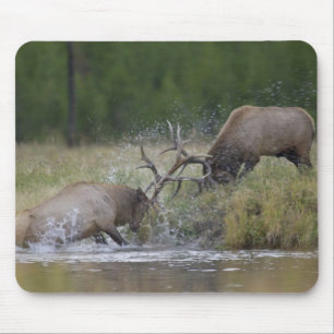 Alfombrilla De Ratón Alces machos luchando, Parque Nacional Yellowstone