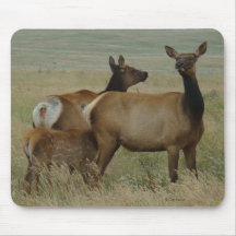 Alces y becerro de la vaca E61