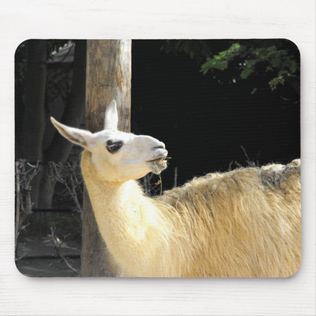 Alfombrilla De Ratón Alimentación de Llama (Frente)